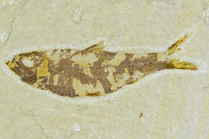Detailed Fossil Fish (Knightia) - Wyoming #120432